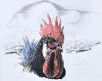 dessin d'un coq jerome ruby